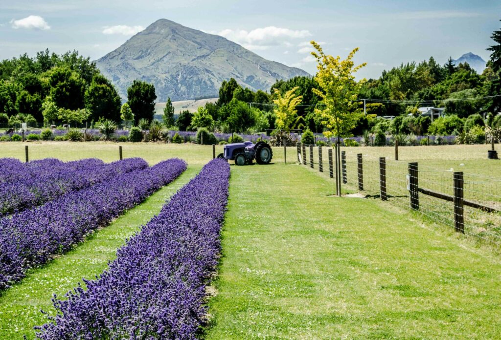 Purple tractor in a lavender field with mountains behind