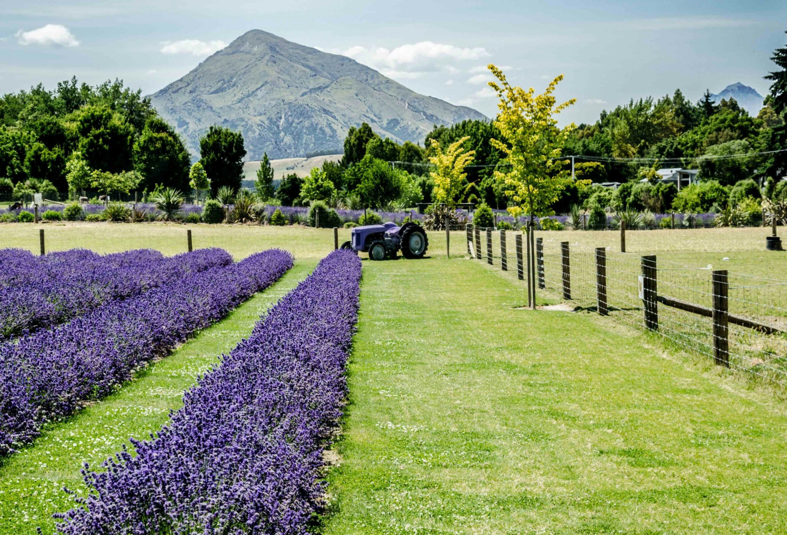 Purple tractor in a lavender field with mountains behind